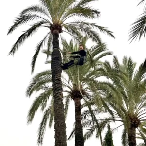 Trepa de palmera