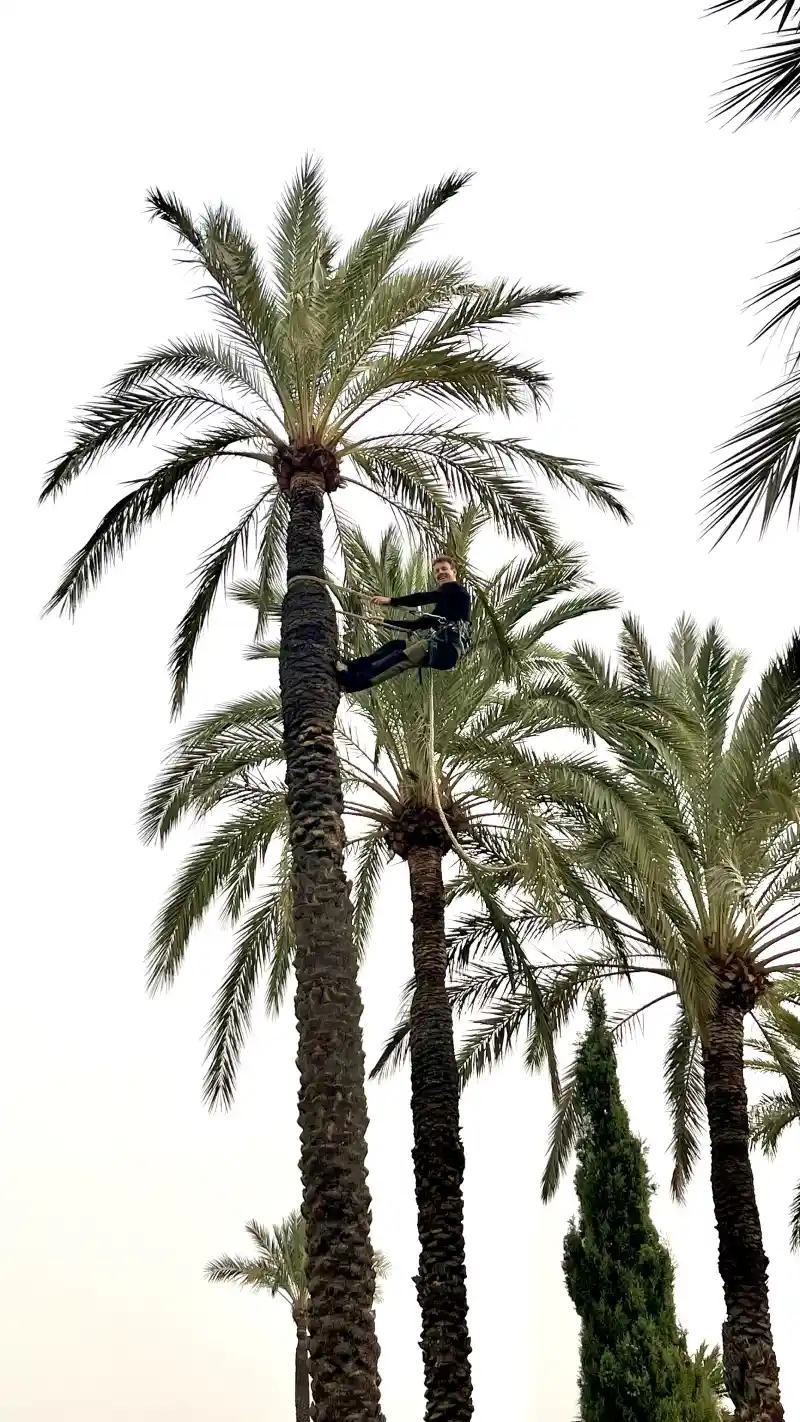 Trepa de palmera