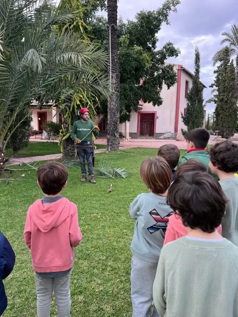 Trepa de palmera